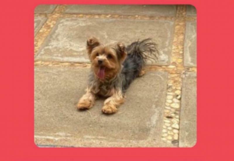 Brumado: Cadela está desaparecida