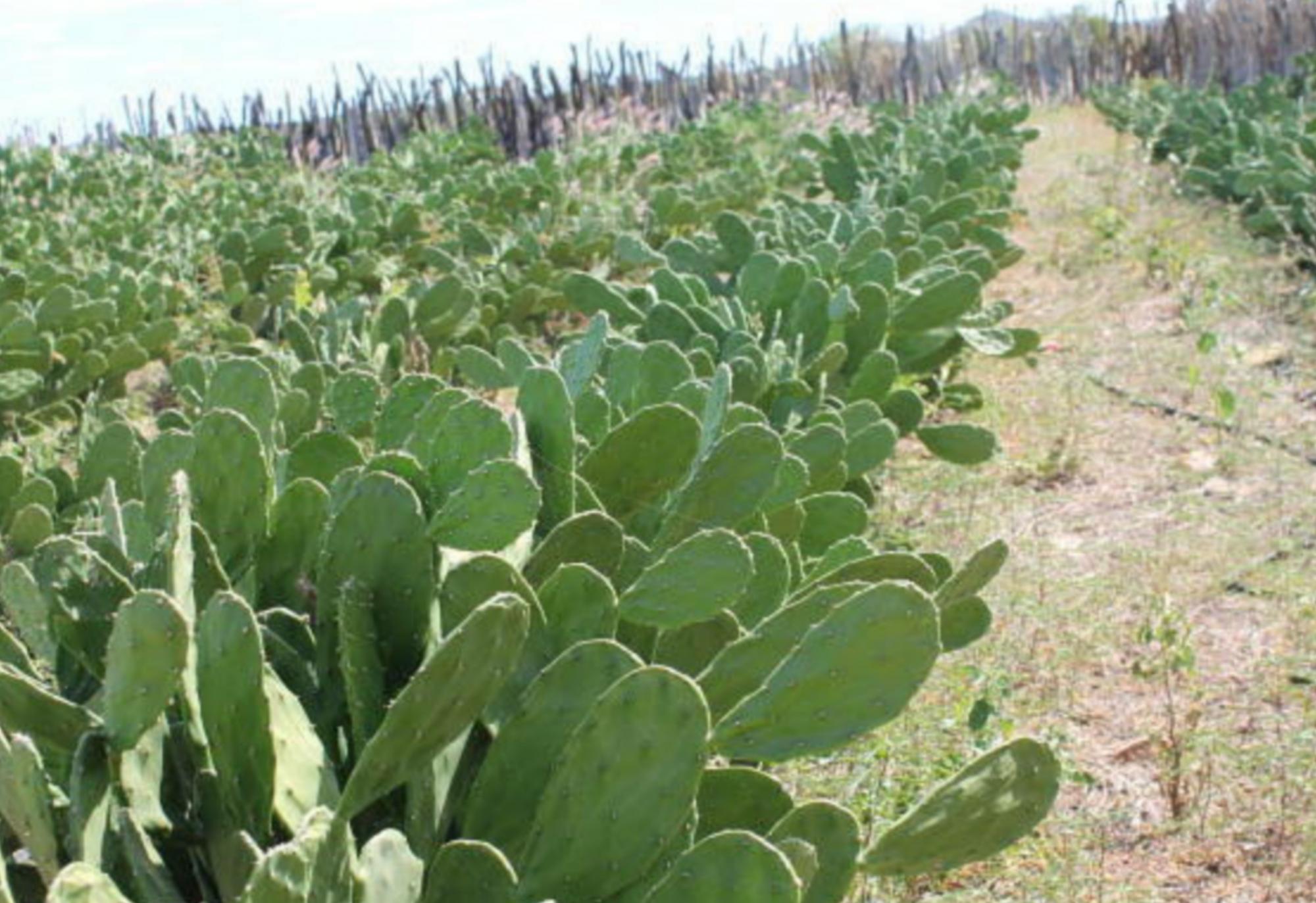 Brumado: Vereador Beto Bonelly solicita mudas de Palmas para agricultores do município