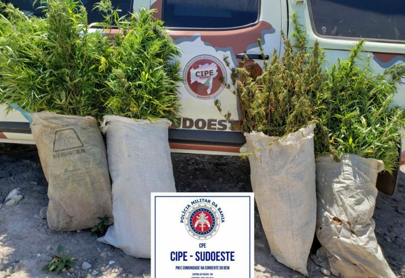 Cipe Sudoeste erradica plantação de maconha na zona rural de Jussiape   