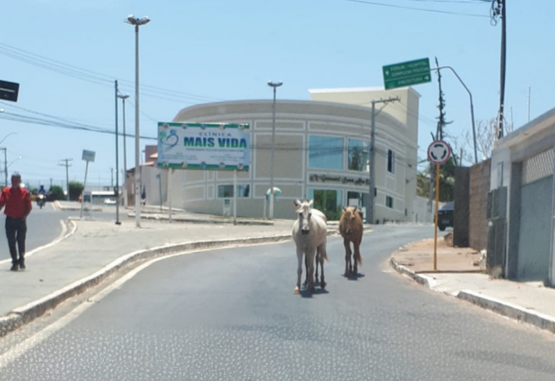 Brumado: cavalos soltos na Avenida João Paulo I oferecem risco a condutores de veículos