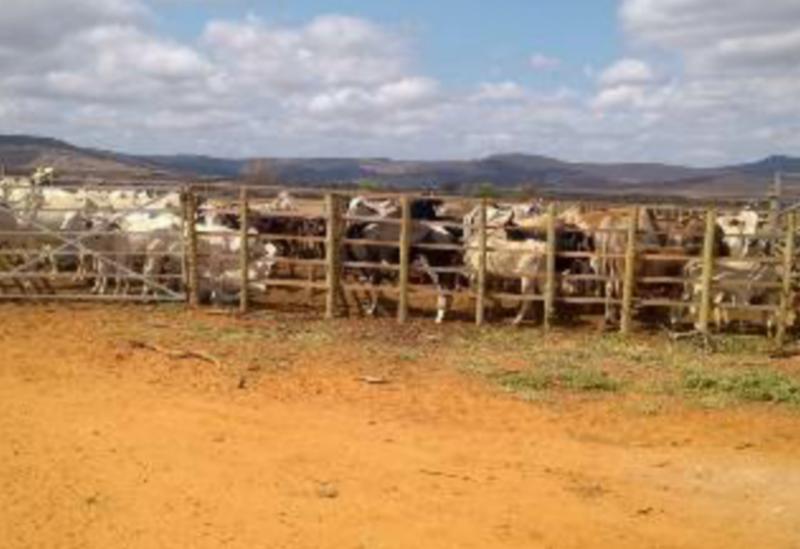 Tanhaçu: Ações de inteligência da ADAB detectam quadrilha especializada em esquentar guias clandestinas de animais