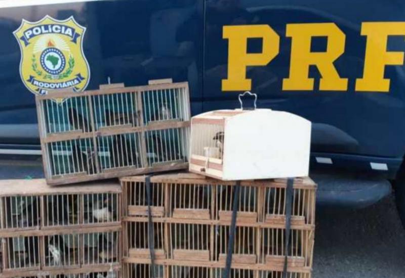 Conquista: PRF resgata pássaros sendo transportados irregularmente dentro de compartimento de bagagens