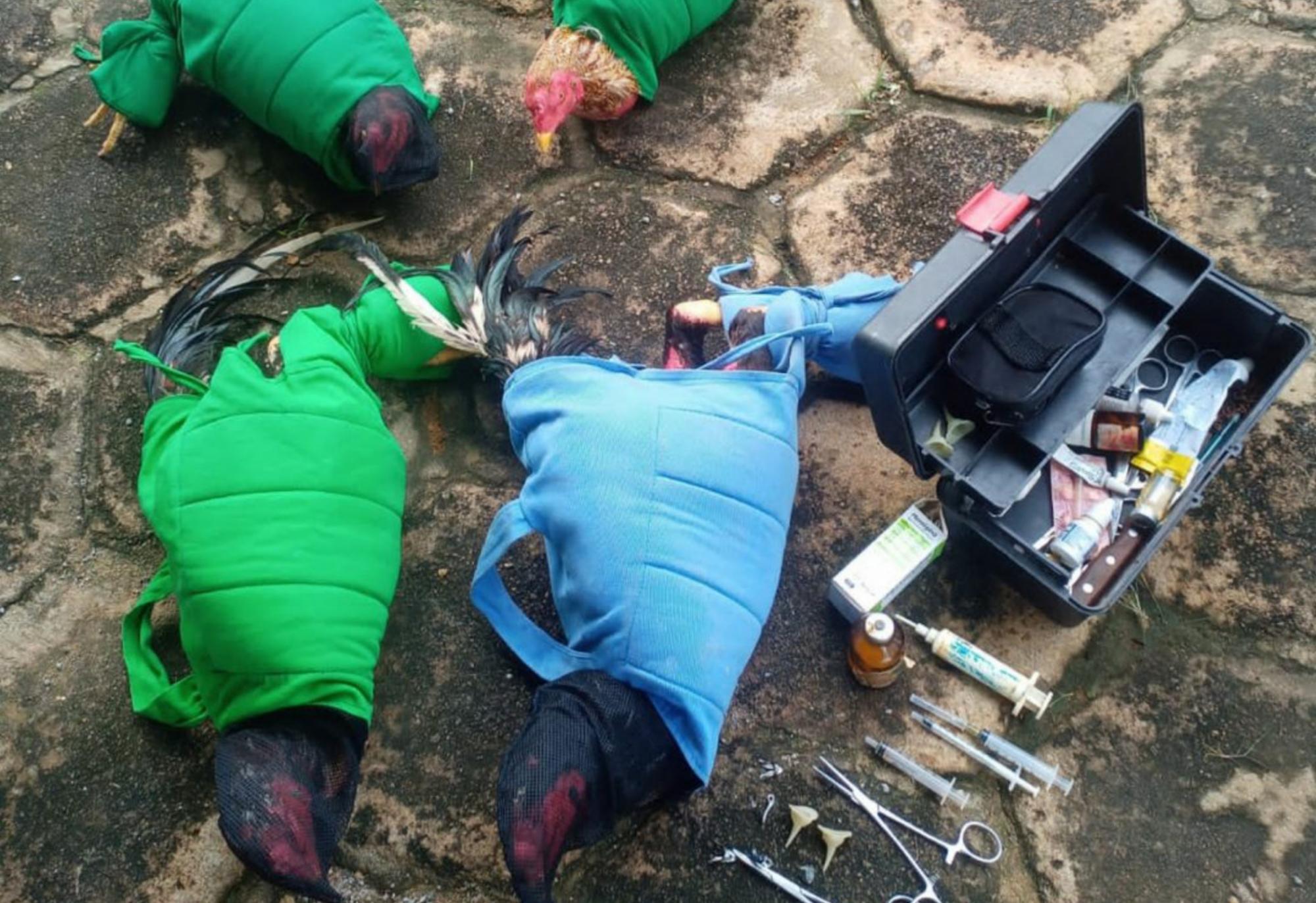 Maus tratos: Polícia apreende galos de rinha em Livramento