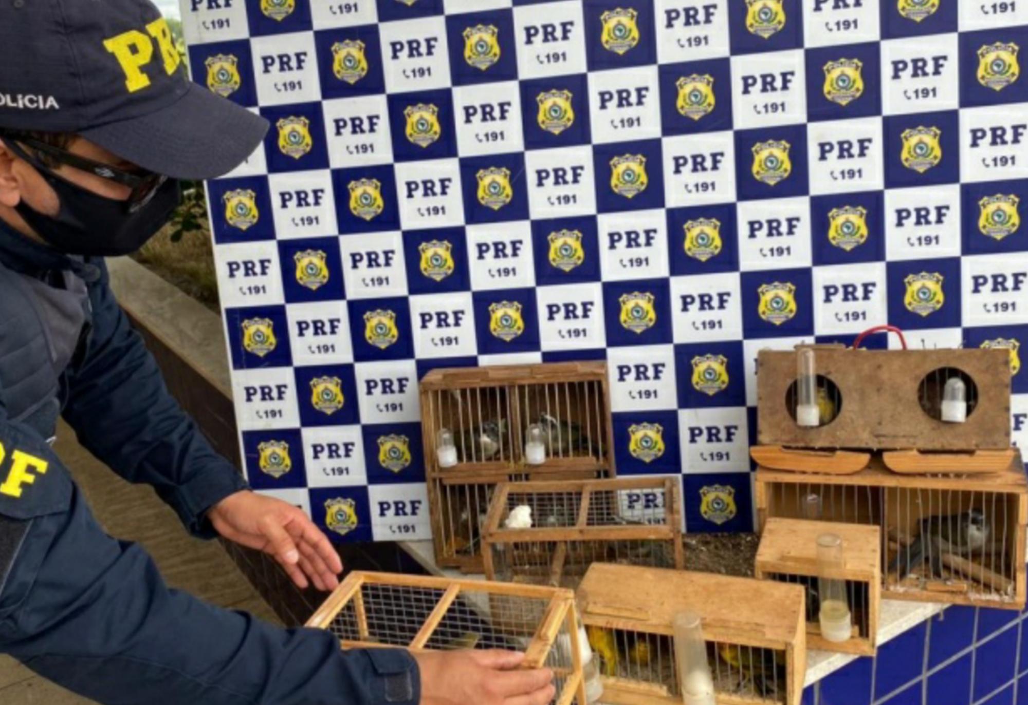 Durante fiscalização de combate a crimes ambientais, PRF resgata 25 aves silvestres mantidas em cativeiro dentro de carro de passeio