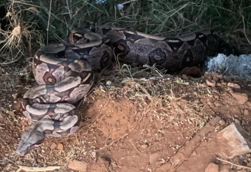 Brumado: Jiboia de cerca de 3 metros é encontrada em Fazenda no distrito de Arrecife