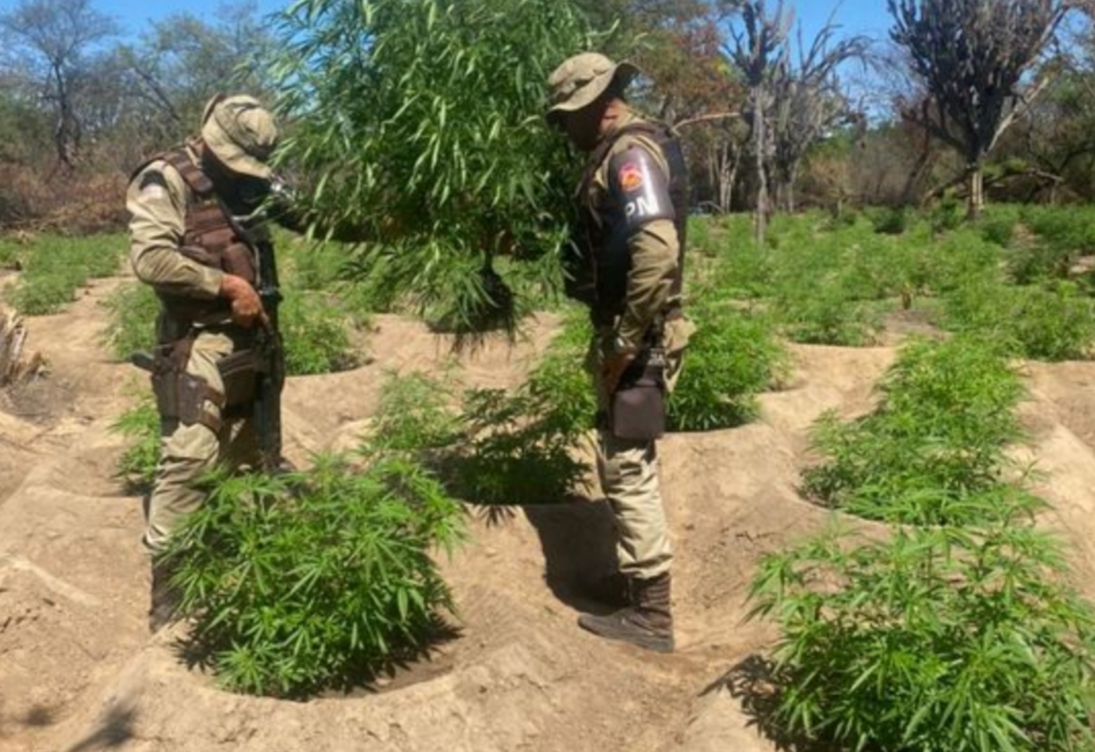 Operação Terra limpa erradica mais de meio milhão de pés de maconha
