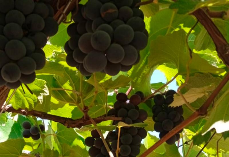 Grupo de mulheres lança polpa de uva no Sertão Produtivo 