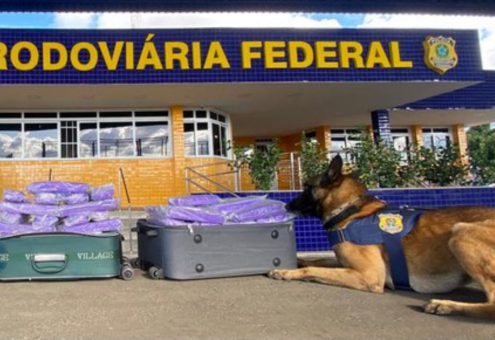 Cães farejadores da PRF auxiliam na apreensão de mais de 58 Kg de maconha em Vitória da Conquista
