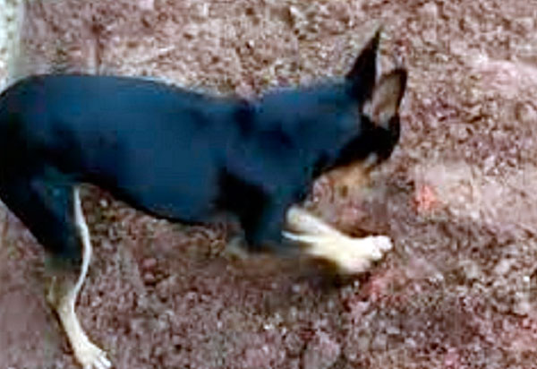 Cachorro da raça pinscher mostra a policiais onde estavam as drogas do dono