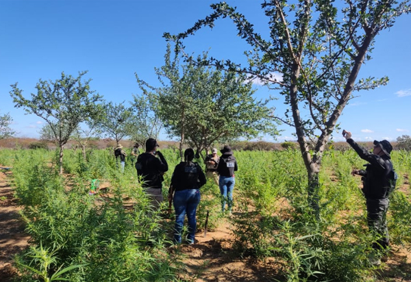Plantação com 30 mil pés de maconha é destruída pela polícia no norte da Bahia