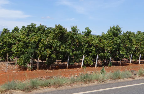 Livramento: Estiagem compromete produção de manga