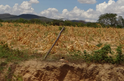 Agricultores baianos devem receber Garantia-Safra este mês