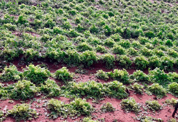 Agricultora perde  98% da produção de hortaliças após chuva de granizo em Caculé