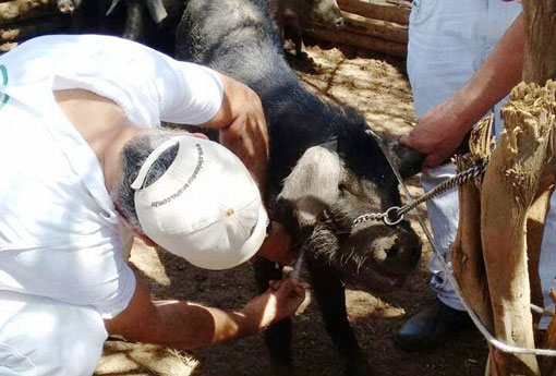 ADAB inicia ação para comprovar ausência da Peste Suína Clássica na Bahia 