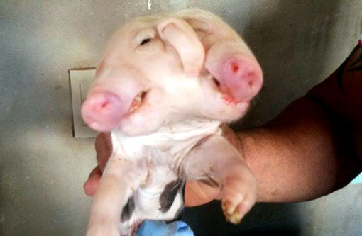 Porco com duas cabeças nasce em Livramento de Nossa Senhora