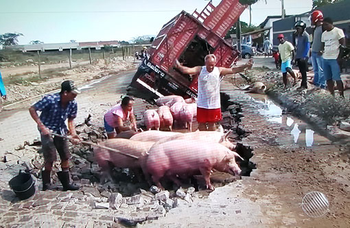 Feira de Santana: Caminhão que seguia de Brumado para Salvador cai em buraco e mata porcos