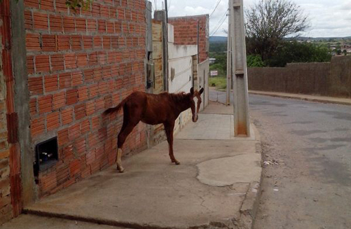 Brumado: Filhote de cavalo solto invade casa