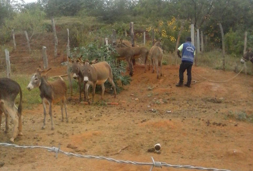 BA-262: PRE realiza operação e recolhe animais que estavam soltos na rodovia