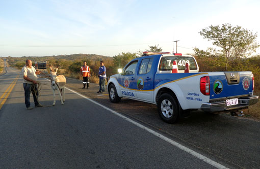 PRE realiza operação e recolhe animais soltos na BA-262