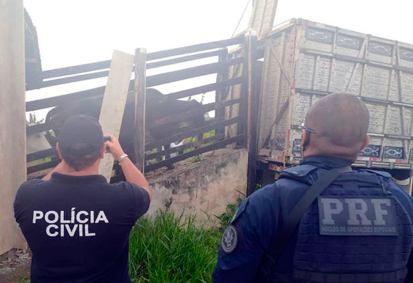 PRF e Polícia Civil cumprem mandados de prisão e busca e apreensão e desarticulam quadrilha especializada em furtar gados de propriedades rurais da Bahia