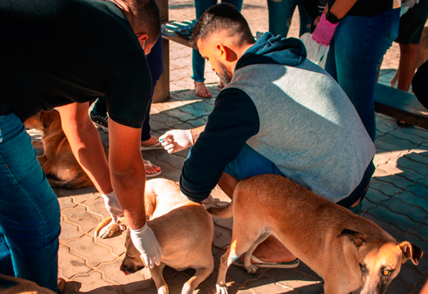 ONG PROAATU vacinou mais de 60 cachorros de rua