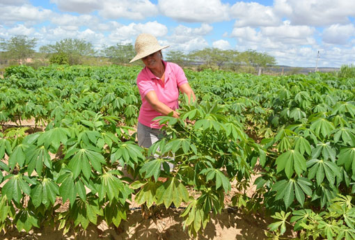 Governo do Estado anuncia reforço de R$70 milhões para a agricultura familiar baiana