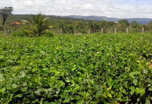 Senado aprova MP que prevê ajuda a produtores rurais