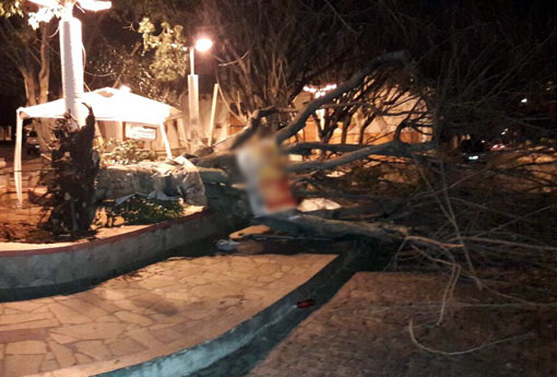 Brumado: ventania provoca queda de árvore na 'Praça de Domingão'