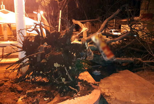 Brumado: ventania provoca queda de árvore na 'Praça de Domingão'