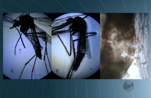 Unesp descobre uma substância que repele e mata o mosquito da dengue