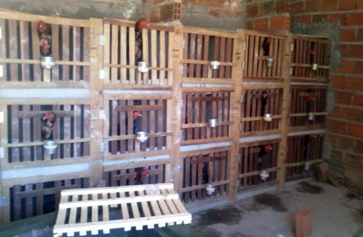 Brumado: polícia apreende 57 galos que eram usados em rinhas