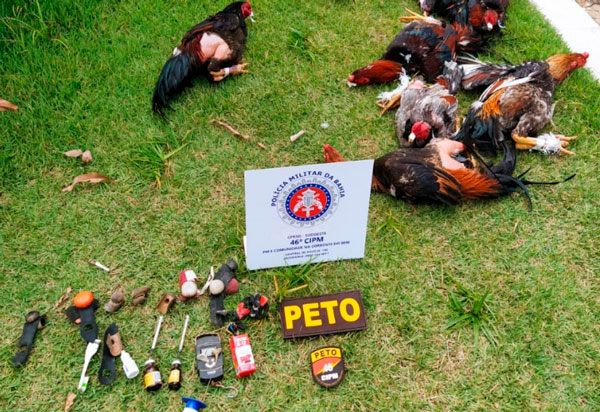 Livramento: Polícia Militar resgata animais em situação de maus tratos