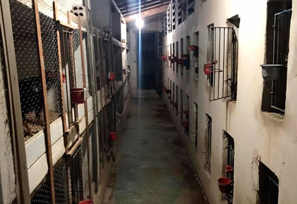 Livramento: Polícia Militar fecha Rinha de Galo no centro da cidade