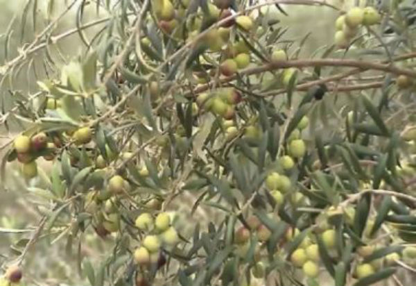 Rio de Contas: produção de azeitona faz Bahia entrar no grupo de quatro estados que produzem o fruto no país 