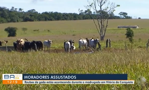 Vitória da Conquista: furto de gado preocupa moradores  da zona rural