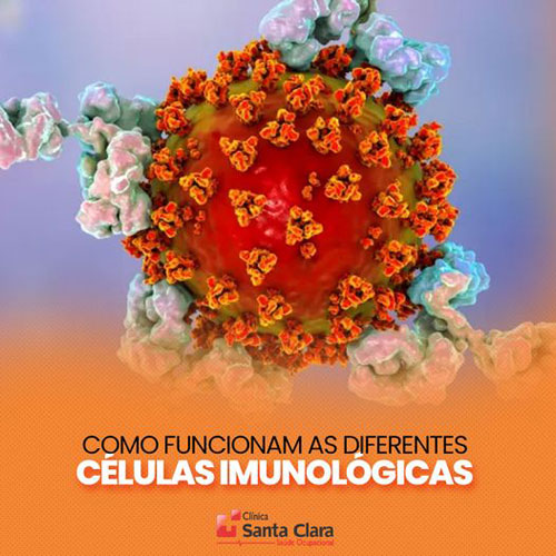 Clínica Santa Clara:  Você sabe o que são linfócitos?