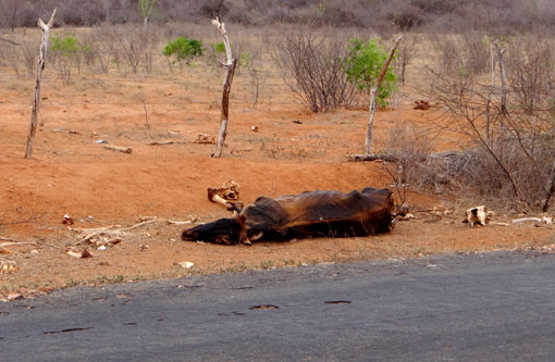 Seca afeta 90 municípios baianos; mais quatro entram em estado de emergência