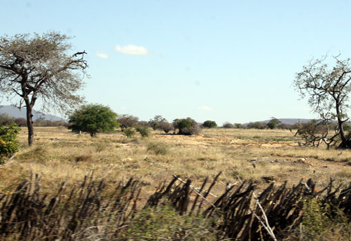 Brumado: prefeitura declara situação de emergência devido ao longo período de seca