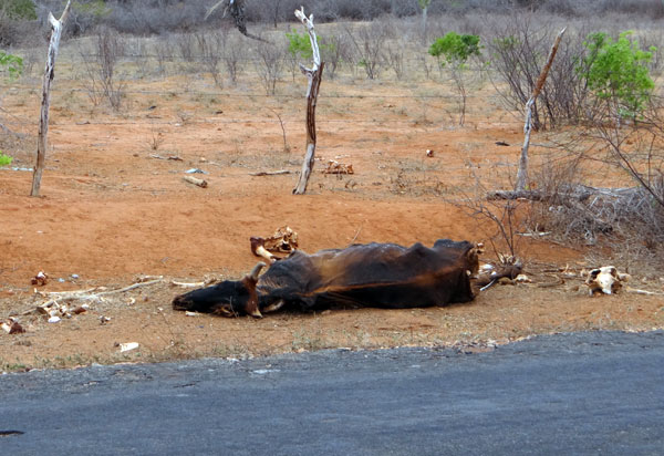 Cidades da região tem situação de emergência por estiagem  reconhecida pelo governo da Bahia