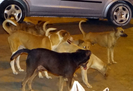 Brumado: semana de controle do Calazar será realizada de 19 a 23 de março