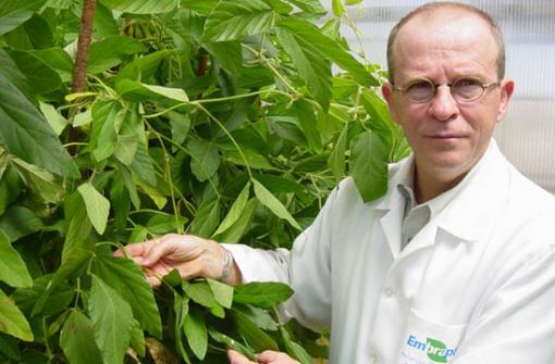 Pesquisadores extraem de soja transgênica composto contra a aids