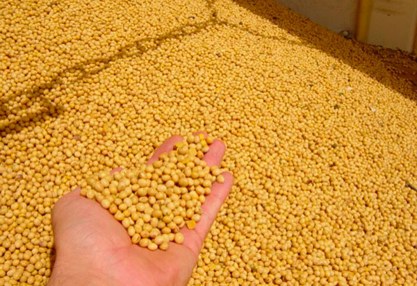 PIB do agronegócio baiano cresce 8,5% no segundo trimestre de 2021