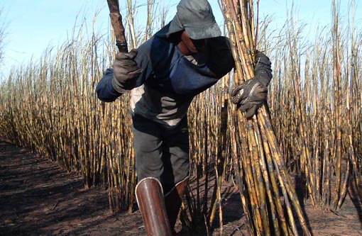 Dire: No Brasil, trabalho escravo atinge 155,3 mil pessoas