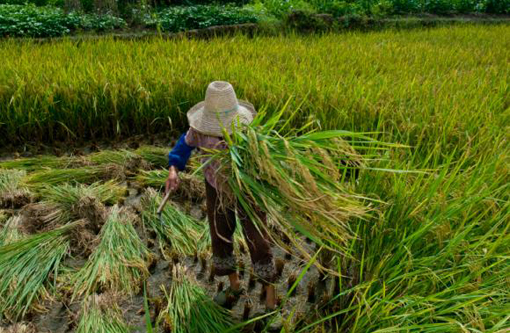 PEC do Trabalho Escravo deve ser votada dia 27