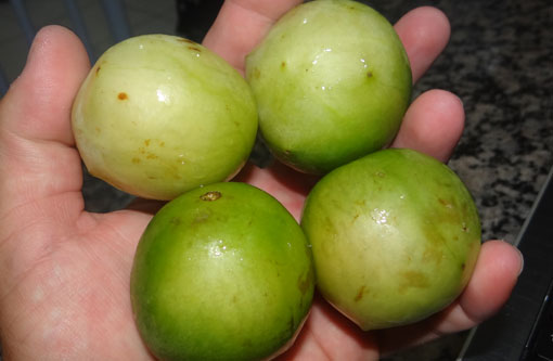 Primeira colheita comercial de umbu gigante é realizada no sudoeste baiano