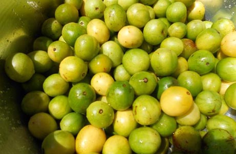 CIDADE DO UMBU BRUMADO PRODUZ 642 T DA FRUTA POR ANO