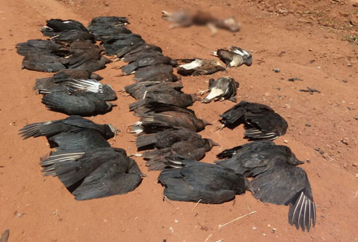 Brumado: urubus comem cachorro morto, também morrem, e suspeita é que cão estivesse envenenado