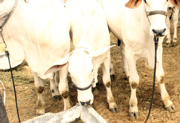 Agência Estadual de Defesa Agropecuária descarta ocorrência do mal da “vaca louca” na Bahia 