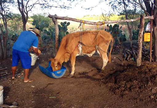 BA: Vaca debilitada pela seca é sustentada por suporte de madeira com cordas