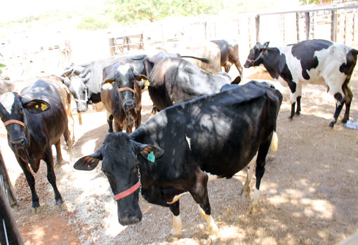 7ª ExpoBrumado: As fazendas Mariana e Ioiô de Adona realizarão exposição e venda de vacas e novilhas leiteiras